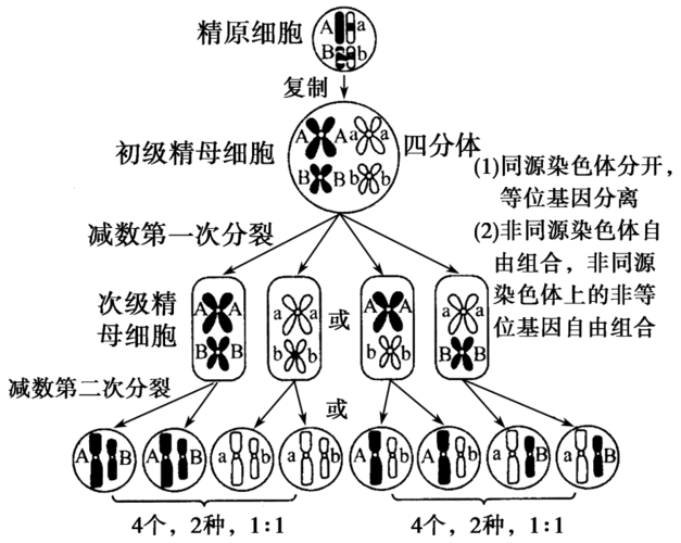 开花植物基因生命图谱”