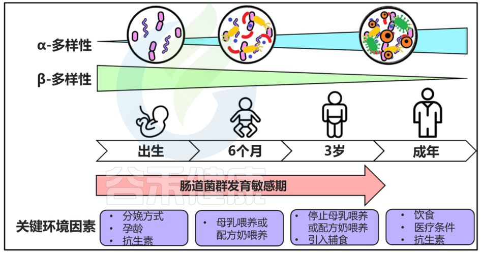 父系肠道微生物遗传影响后代健康